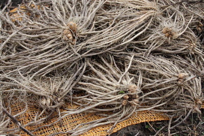 Dossier Asperge la griffe marque la plantation Réussir fruits & légumes — free download